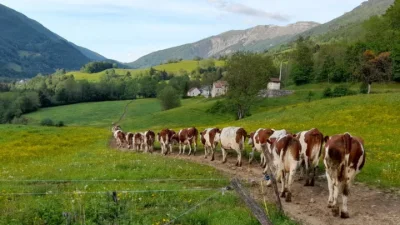 TABLE RONDEAgriculture et coopération transfrontalière : relever les défis de la montagne avec l'Europe