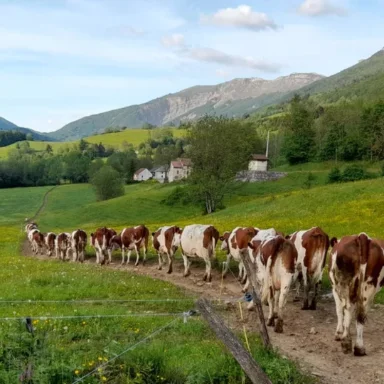 TABLE RONDE 3 - Agriculture et coopération transfrontalière : relever les défis de la montagne avec l'Europe